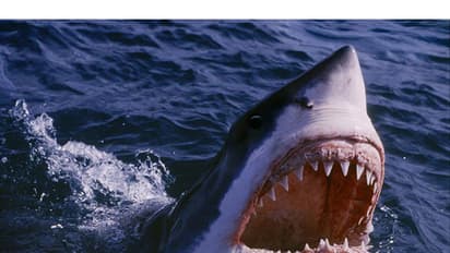 ఈజిప్టులో షార్క్ దాడి : రెడ్ సీలో రష్యన్ వ్యక్తిని చంపిన టైగర్ షార్క్.. (వీడియో)