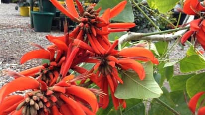 கல்யாண முருங்கையில் அடங்கியுள்ள மருத்துவ நன்மைகள் ஒரு பார்வை...