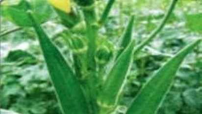 வெண்டையில் இருக்கு சில ரகங்களும், அவற்றில் மேற்கொள்ள வேண்டிய விதை நேர்த்திகளும்...