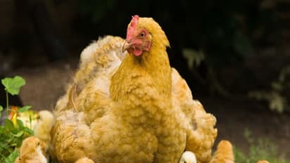 நாட்டுக்கோழி குஞ்சுகளை பாம்பு, பருந்து போன்றவற்றிடம் இருந்து பாதுகாப்பது எப்படி?