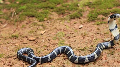 ಗ್ರಾಮಸ್ಥರೇ ಸೆರೆ ಹಿಡಿದ ಕಾಳಿಂಗ ಸರ್ಪ ಅರಣ್ಯಕ್ಕೆ