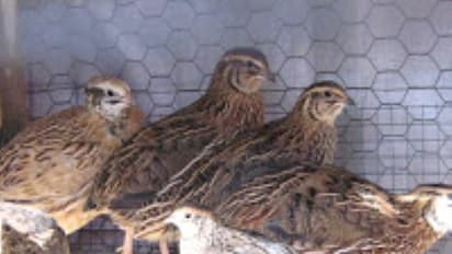 ஜப்பானிய காடை வளர்ப்பு முறை ஒரு முழு அலசல்...