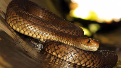 Snake chased by security guard bites 14-year-old girl in Bengaluru