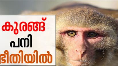 കാസർകോടും കുരങ്ങുപനി; വൈറസ് പടർത്തുന്ന ചെള്ളുകളുടെ സാന്നിധ്യം സ്ഥിരീകരിച്ചു