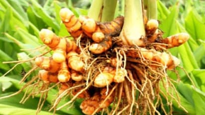 மஞ்சள் பயிரில் மேற்கொள்ள வேண்டிய பராமரிப்பு முறைகள் இதோ...