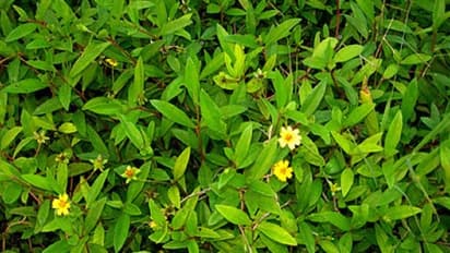 தேகத்திற்கு பொலிவைத் தரும் கரிசலாங்கண்ணி கீரையில் பொதிந்து கிடக்கும் மருத்துவ குணங்கள்…