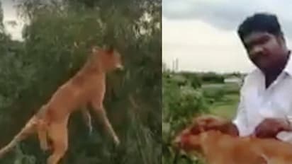 മിണ്ടാപ്രാണിയോട് ക്രൂരത കാട്ടുന്ന യുവാവിനെ തേടി സോഷ്യല് മീഡിയ