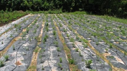 விவசாய நிலங்களில் களையை கட்டுப்படுத்த இதை செய்தாலே போதும்ங்க...