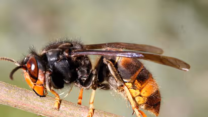 തൊഴിലുറപ്പ് ജോലിക്കിടെ കടന്നലിന്‍റെ കുത്തേറ്റ് വയോധികന് ദാരുണാന്ത്യം; 18 പേര്‍ക്ക് പരിക്ക്