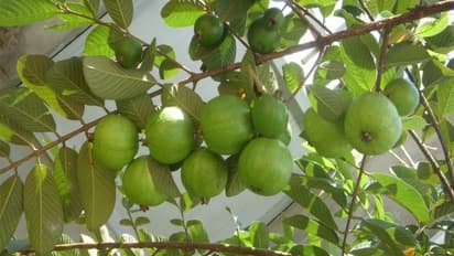 கொய்யா சாகுபடியில் மேற்கொள்ள வேண்டிய உரம், சத்து மேலாண்மை ஒரு அலசல்...