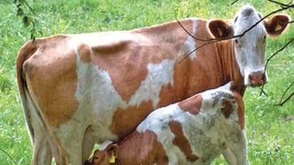 சினைப் பருவத்தின்போது மாடுகளுக்கு ஏற்படும் பாதிப்புகளும், அவற்றிற்கான தீர்வுகளும்…