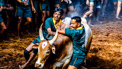 Tamil Nadu’s Jallikattu sets world record amid two deaths, 31 injuries