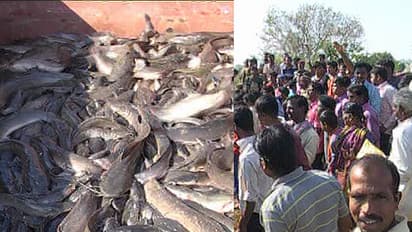 ರಸ್ತೆಯಲ್ಲಿತ್ತು ರಾಶಿ ರಾಶಿ ಮೀನು, ಮೀನಿಗಾಗಿ ಮುಗಿಬಿದ್ದ ಜನರು!