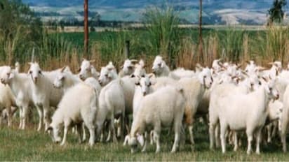 பண்ணைகளுக்கு ஏற்ற வெள்ளாட்டு இனங்கள்; வளர்த்து நல்ல லாபம் பாருங்க…