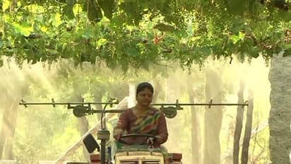 ಸರಾಗವಾಗಿ ಟ್ರ್ಯಾಕ್ಟರ್ ಓಡಿಸುವ ಈಕೆಗೆ ತೋಟಕ್ಕೆ ಔಷಧಿ ಸಿಂಪಡಿಸುವ ಕೆಲಸದಲ್ಲಿ ಸರಿ ಸಾಟಿಯೇ ಇಲ್ಲ