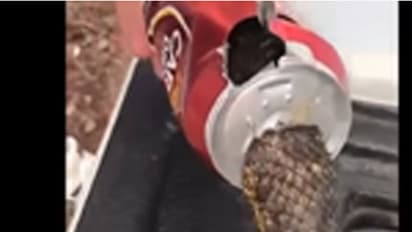 ബിയര് കാനിനുള്ളില് തലകുടുങ്ങിയ പാമ്പ്- വീഡിയോ