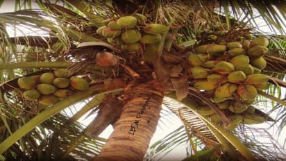 குறைந்த தண்ணீரைக் கொண்டு அதிக மகசூல் எடுக்கலாம். எப்படி?