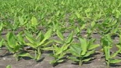 மஞ்சள், மரவள்ளிக் கிழங்கு சாகுபடியில் நவீன இயந்திரங்கள் மூலம் கூடுதல் வருவாய்…