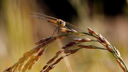 ഐശ്വര്യത്തിന്റെയും സമൃദ്ധിയുടെയും ചിങ്ങം മാസം ; കൂടുതലറിയാം 