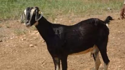 దుబ్బాక మండలంలో జీవాల దొంగల హల్చల్.. వణికిపోతున్న గ్రామస్తులు