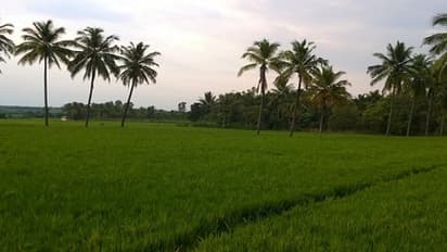 இயற்கை முறை நெல் சாகுபடியே பிரதானமானது? ஏன்