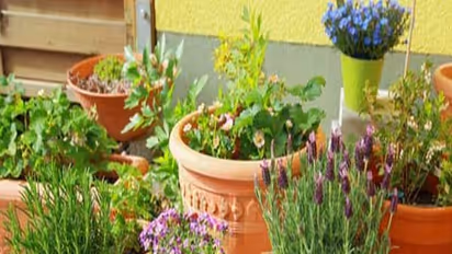 அனைத்து நோய்களுக்கும் மருந்து உங்கள் வீட்டிலேயே கிடைக்கும். இந்த மாதிரியான மூலிகை செடிகள் வளர்த்தால்...