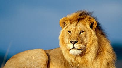 യോഗി ആദിത്യനാഥിന്റെ ബീഫ് നിരോധനം പട്ടിണിയിലാക്കിയ ഉത്തര് പ്രദേശ് സിഹം !