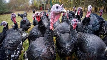 வான்கோழிகளுக்கு திறந்தவெளியில் தீவனம் அளிக்க ஒரு வரைமுறை இருக்கு...