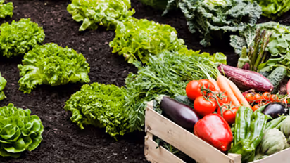 Why friendships are akin to growing a garden