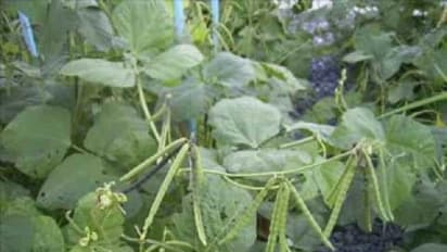 பயறு வகை பயிர்களில் முக்கியமான பயிரான பாசிப்பயறை இப்படிதான் விளைவிக்கணும்…