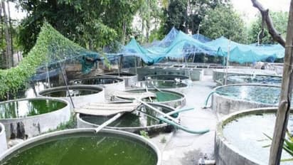 கெண்டை மீன் வளர்ப்பு முறையில் எவ்வளவு இனங்கள் இருக்கு? தெரிஞ்சுக்க இதை வாசிங்க...