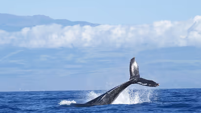 Need for study on unusual death of whales: Scientists