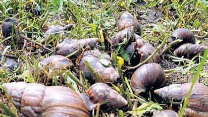 பயிர்களைத் தாக்கும் நத்தைகளை கட்டுப்படுத்த இதோ பத்து வழிகள்...