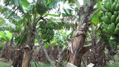 G-9 ரக வாழையை சாகுபடி செய்தால் கணிசமான லாபம் நிச்சயம் கிடைக்கும்…