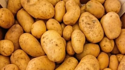 உங்களுக்குத் தெரியுமா? தினமும் பாலும் உருளைக்கிழங்கும் சாப்பிட்டாலே உடலுக்குத் தேவையான அனைத்தும் சத்துகளும் கிடைத்துவிடும்…