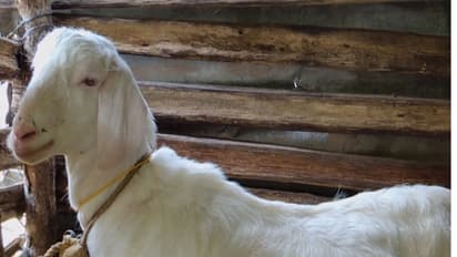 पकाकर बकरी खा गए अधिकारी-अब 2 साल बाद पेट में हुआ दर्द, पढ़ें एक रोचक मामला