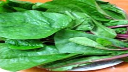 நீங்கள் தெரிந்து கொள்ளவேண்டிய பசலைக்கீரையின் மருத்துவ பயன்கள்…