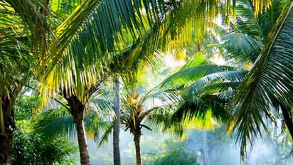 Kollam island Munroe Thuruth in danger of sinking, CM looking into conserving it