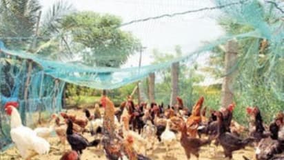 அம்மை நோயில் இருந்து கோழிகளை காக்க கையாள வேண்டிய முறைகள் இதோ...