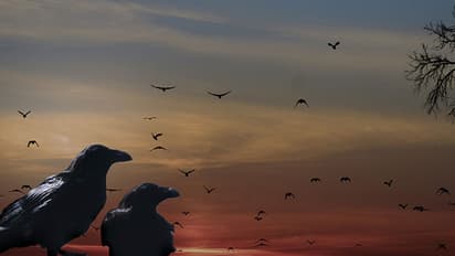 ಕಸ ಹೆಕ್ಕಲು ಕಾಗೆಗೆ ತರಬೇತಿ!