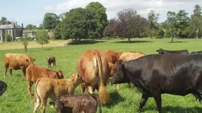பசுந்தீவனங்களை உற்பத்தி செய்து கால்நடைகளுக்கு கொடுப்பதால் தீவனச்செலவு குறையும்…