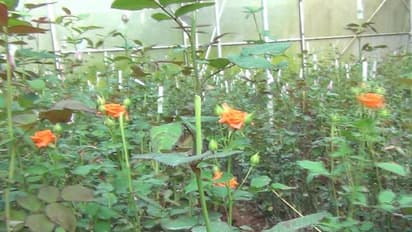 വെള്ളാരംകുന്നില് പനിനീര്പ്പൂക്കളുടെ വസന്തകാലം