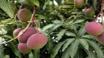 மா வளர்ப்பில் தனித்துவ அனுபவத்தை சொல்கிறார் அன்பு..