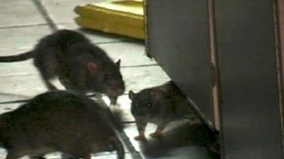 3.4 ಕೋಟಿ ರು. ತಿಂದು ಮುಗಿಸಿದ ಇಲಿಗಳು..!