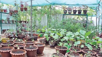 மாடித் தோட்டம் அமைக்க நாற்றுகளை இப்படிதான் தயார் செய்யணும்...