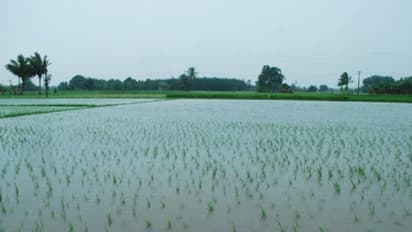 ನೆರೆಯಿಂದ 6 ಲಕ್ಷ ಹೆಕ್ಟೇರ್‌ ಜಮೀನಲ್ಲಿ ಬೆಳೆ ನಾಶ