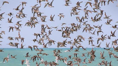 ಇದ್ದಕ್ಕಿದ್ದಂತೆ ಮರದ ಮೇಲಿಂದ ಬಿದ್ದು ಸಾವನ್ನಪ್ಪುತ್ತಿವೆ ಪಕ್ಷಿಗಳು !