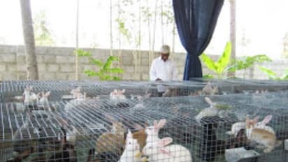 முயல் வளர்ப்பில் ஈடுபடுவோர் அதில் என்னென்ன இனங்கள் இருக்குனு நிச்சயம் தெரிஞ்சுக்கணும்...