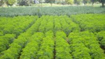 வேலி மசால் எப்படி சாகுபடி செய்ய ஏற்ற பருவம் எது தெரியுமா? வாசிங்க தெரியும்...