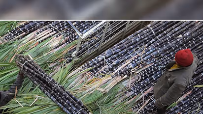 State sugar cane growers want to stop farming, blame Central govt